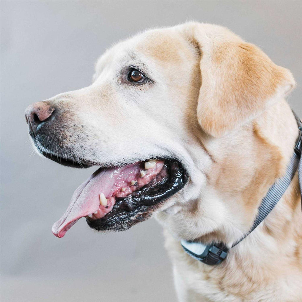Rechargeable Bark Collar A522545