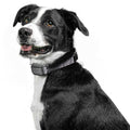 Rechargeable Bark Collar A522545
