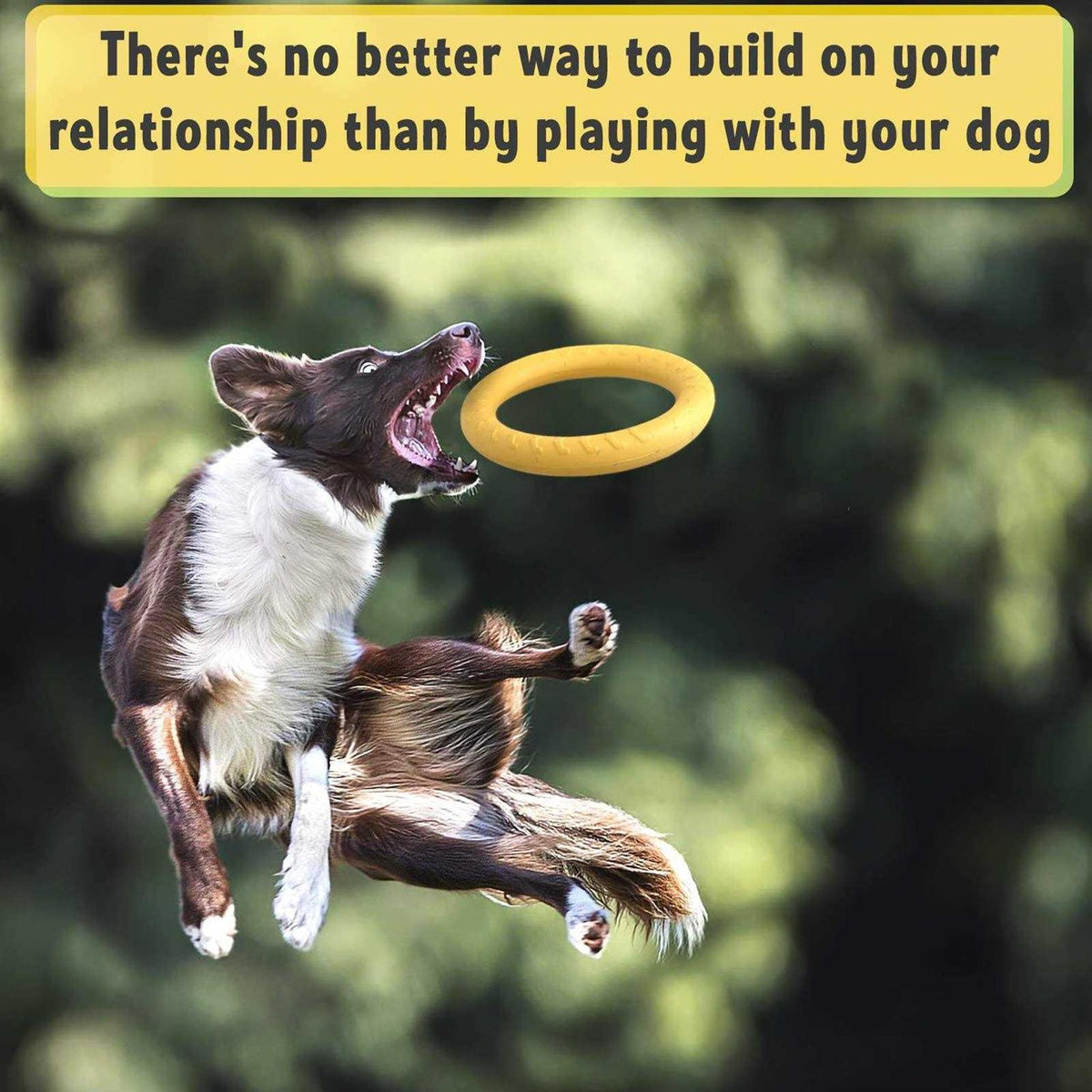 Dog Training Ring and Flying Disc Interactive Toy W680