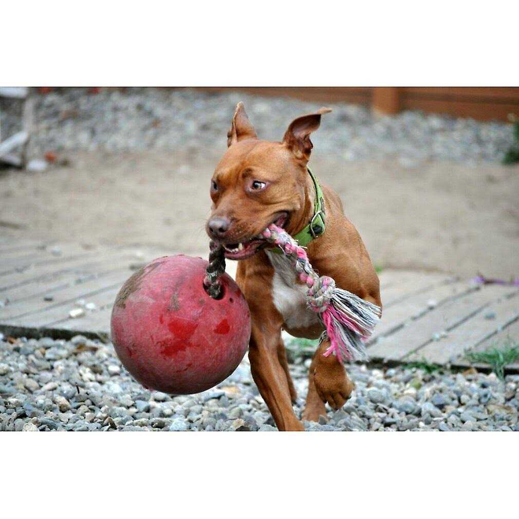 Pet Supplies I50814