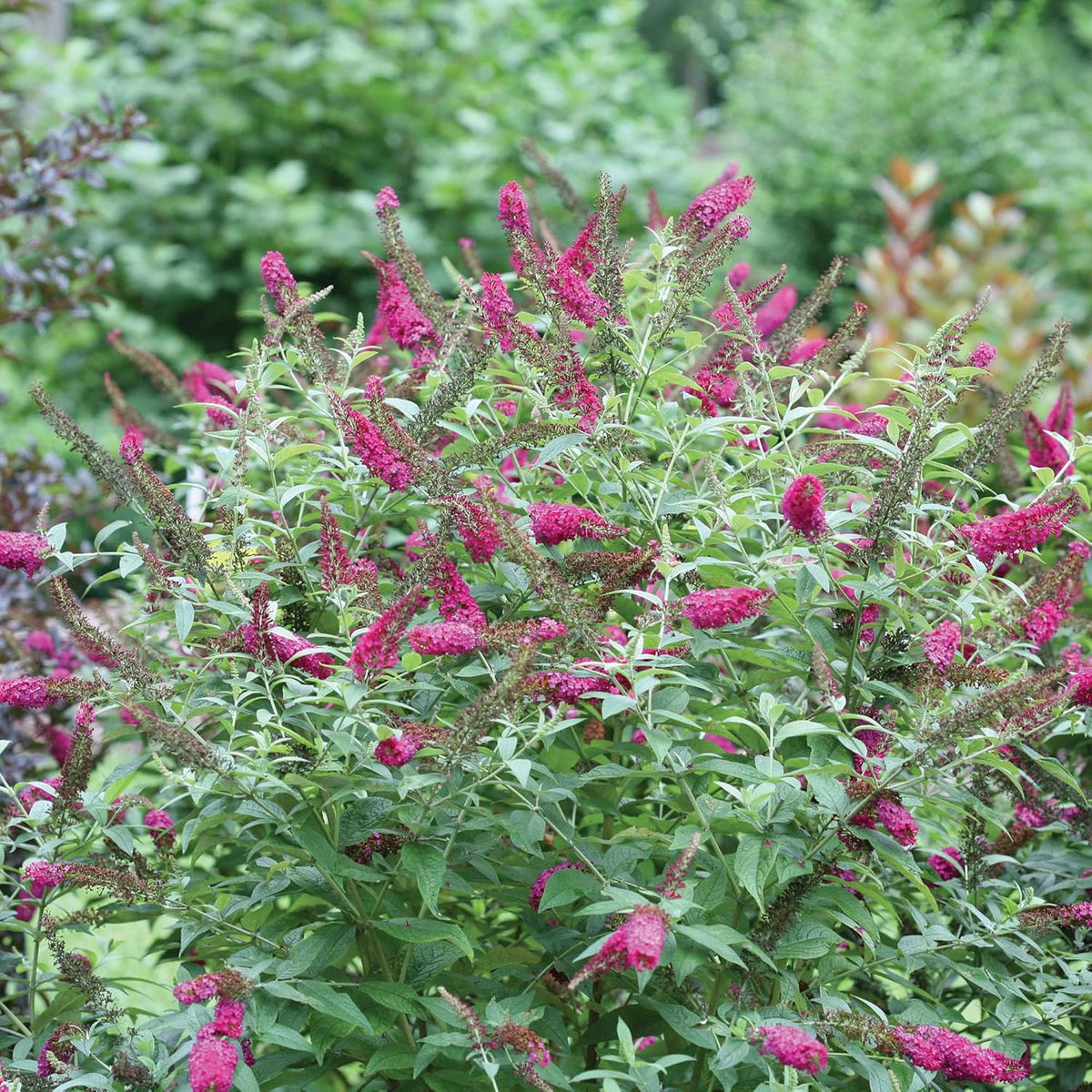 2 Gal Buddleia O925