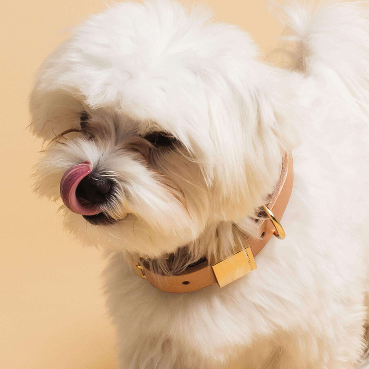 Camel Leather Dog Collar E731924