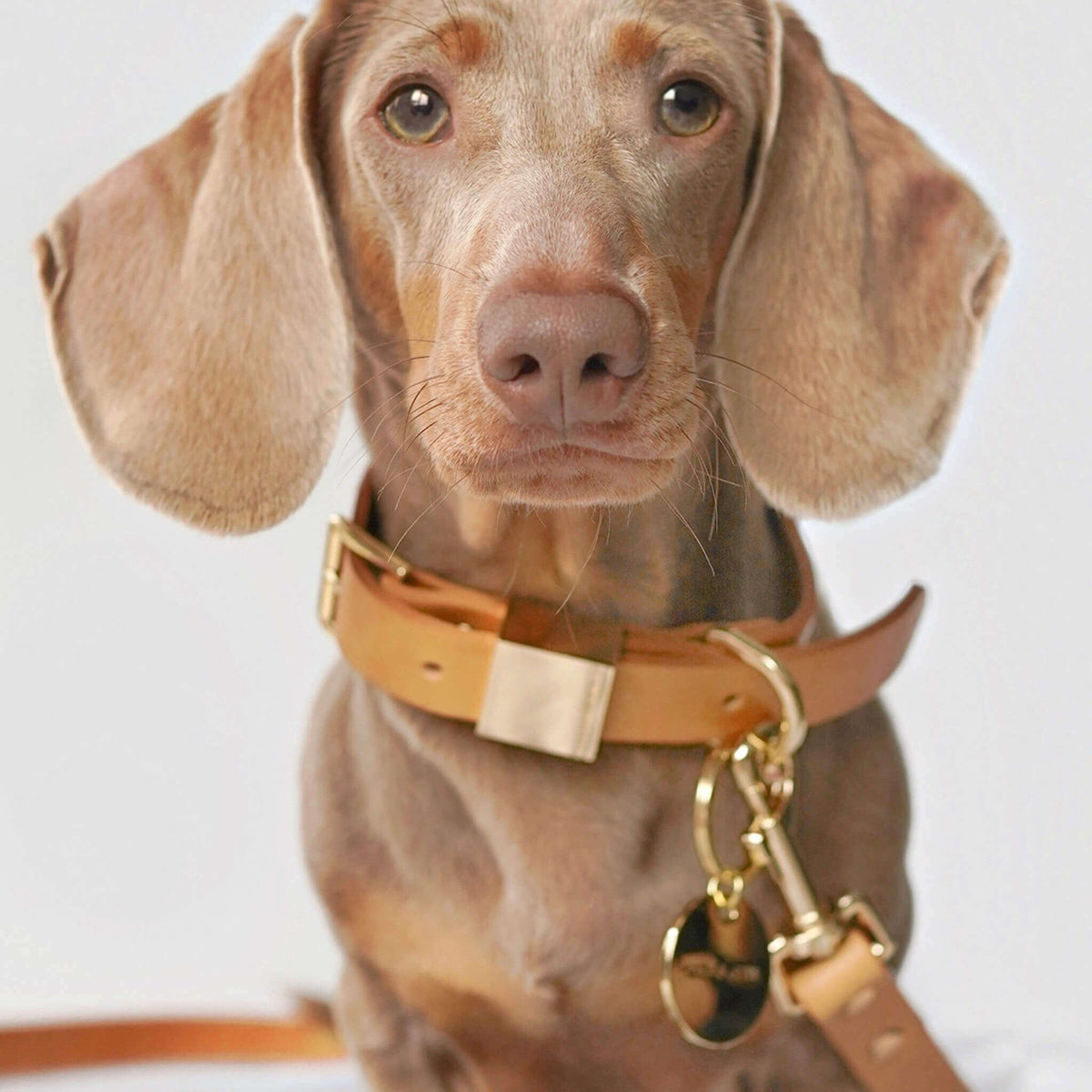 Camel Leather Dog Collar E731924
