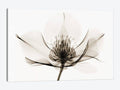 Canvas Wall Decor Prints H4449