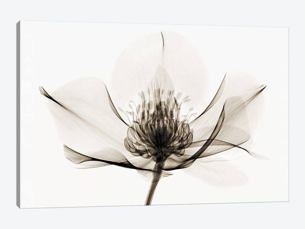 Canvas Wall Decor Prints H4449