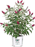 2 Gal Buddleia O925