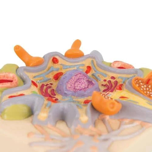 Neuron Cell Body Model D354207