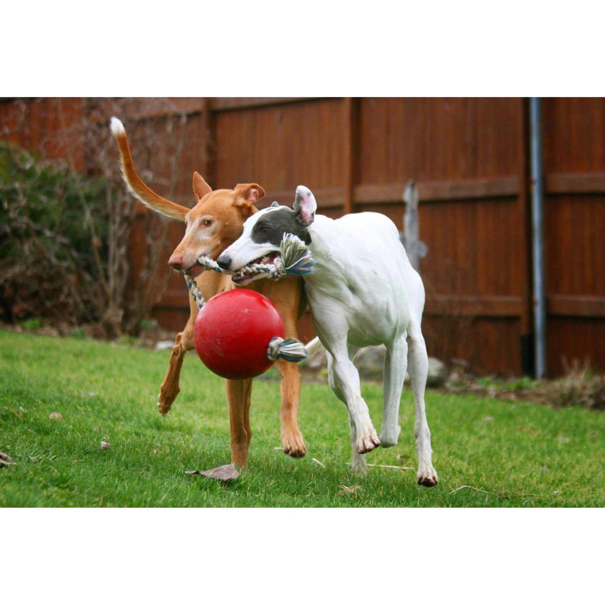 Pet Supplies I50814