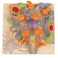 Neuron Cell Body Model D354207